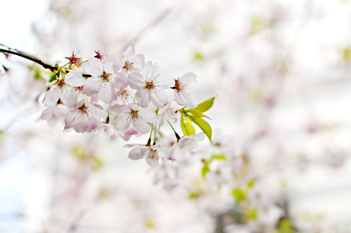 creer son jardin